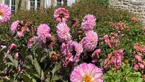 Un edificio de piedra con varias ventanas y contraventanas, rodeado de un jardín con flores rosadas.