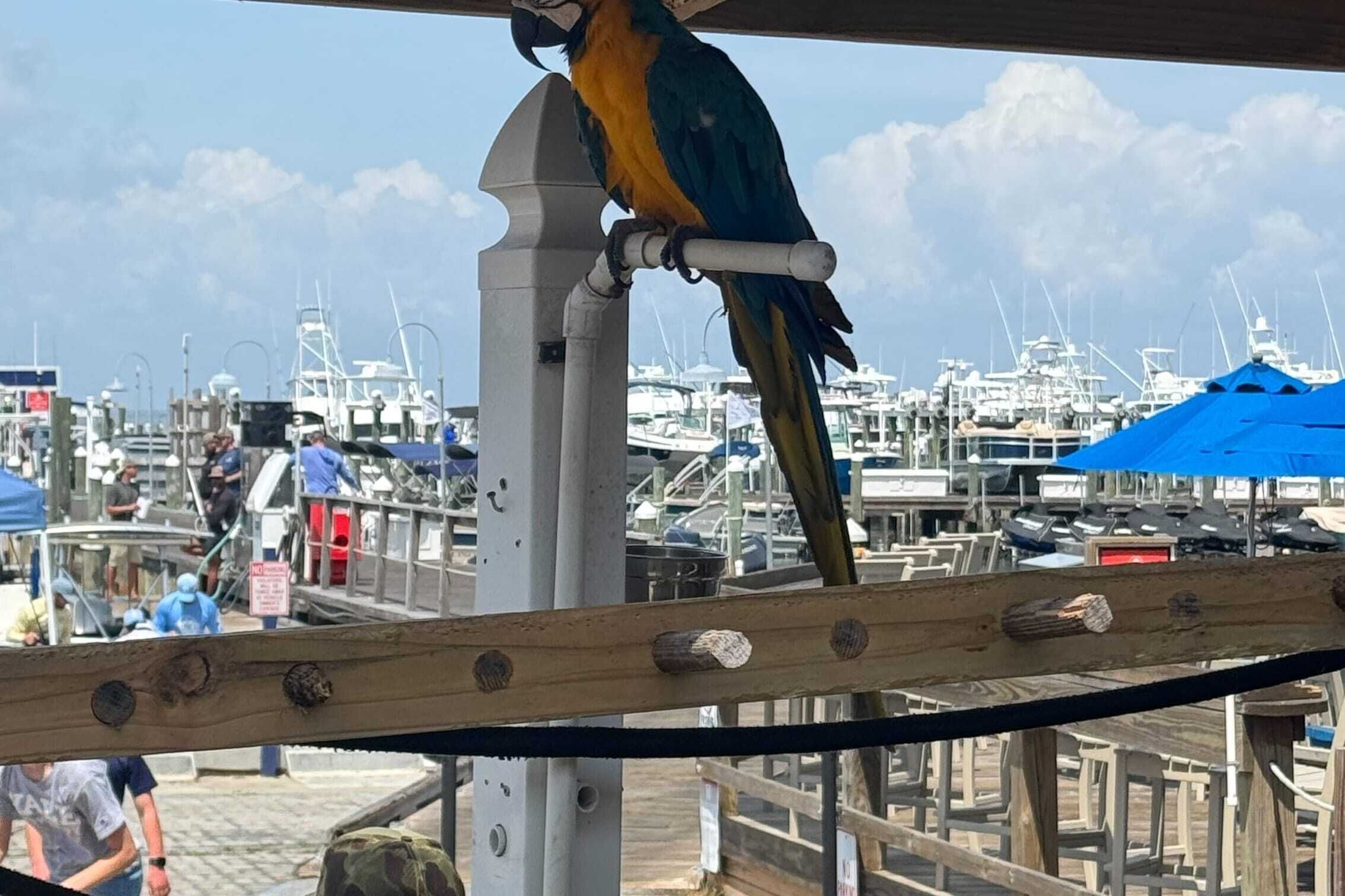 Un pappagallo appollaiato su una ringhiera con vista su un porto turistico, con barche e persone sullo sfondo.