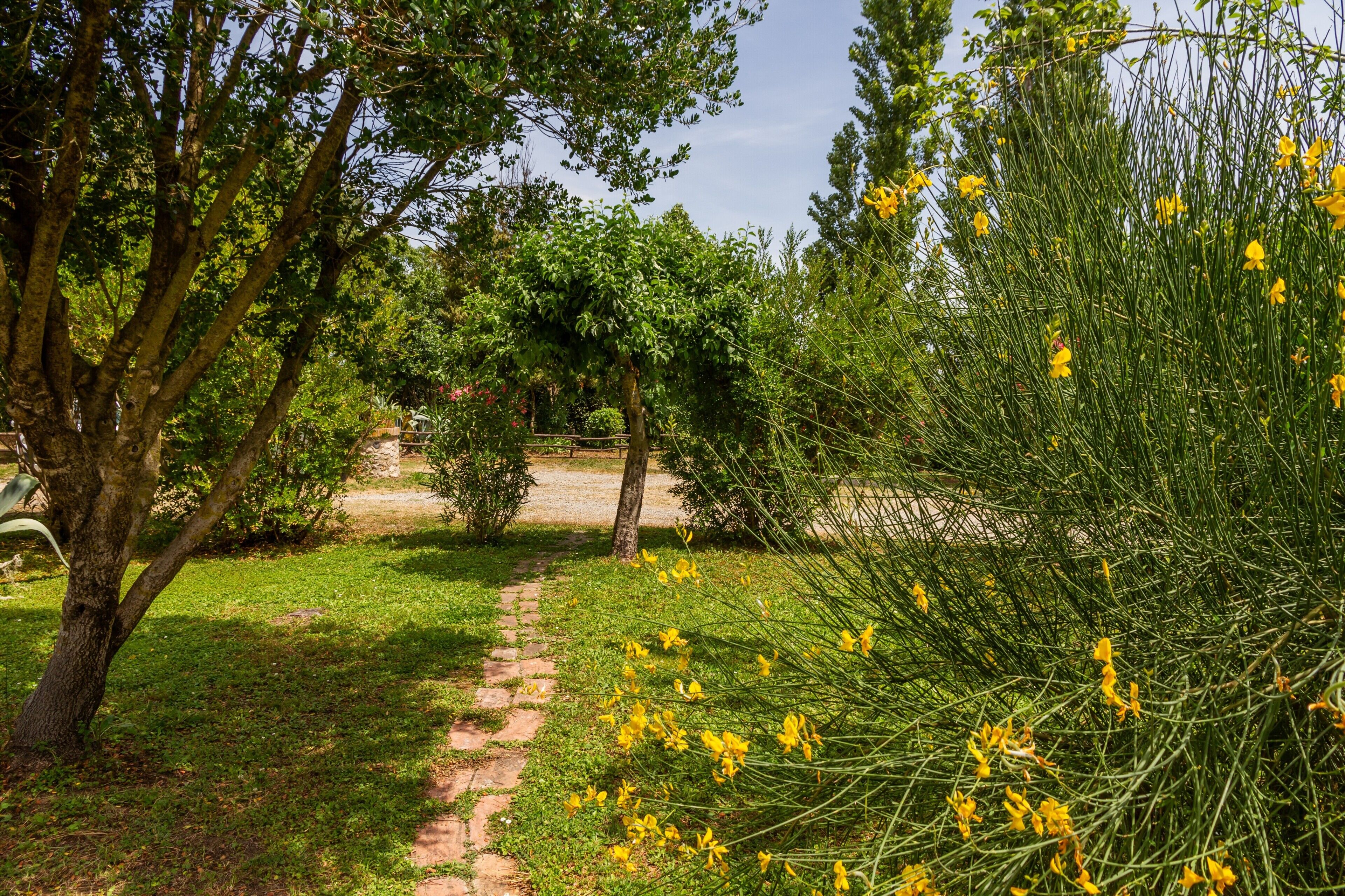 Ein Gartenweg mit Bäumen und gelben Blumen.