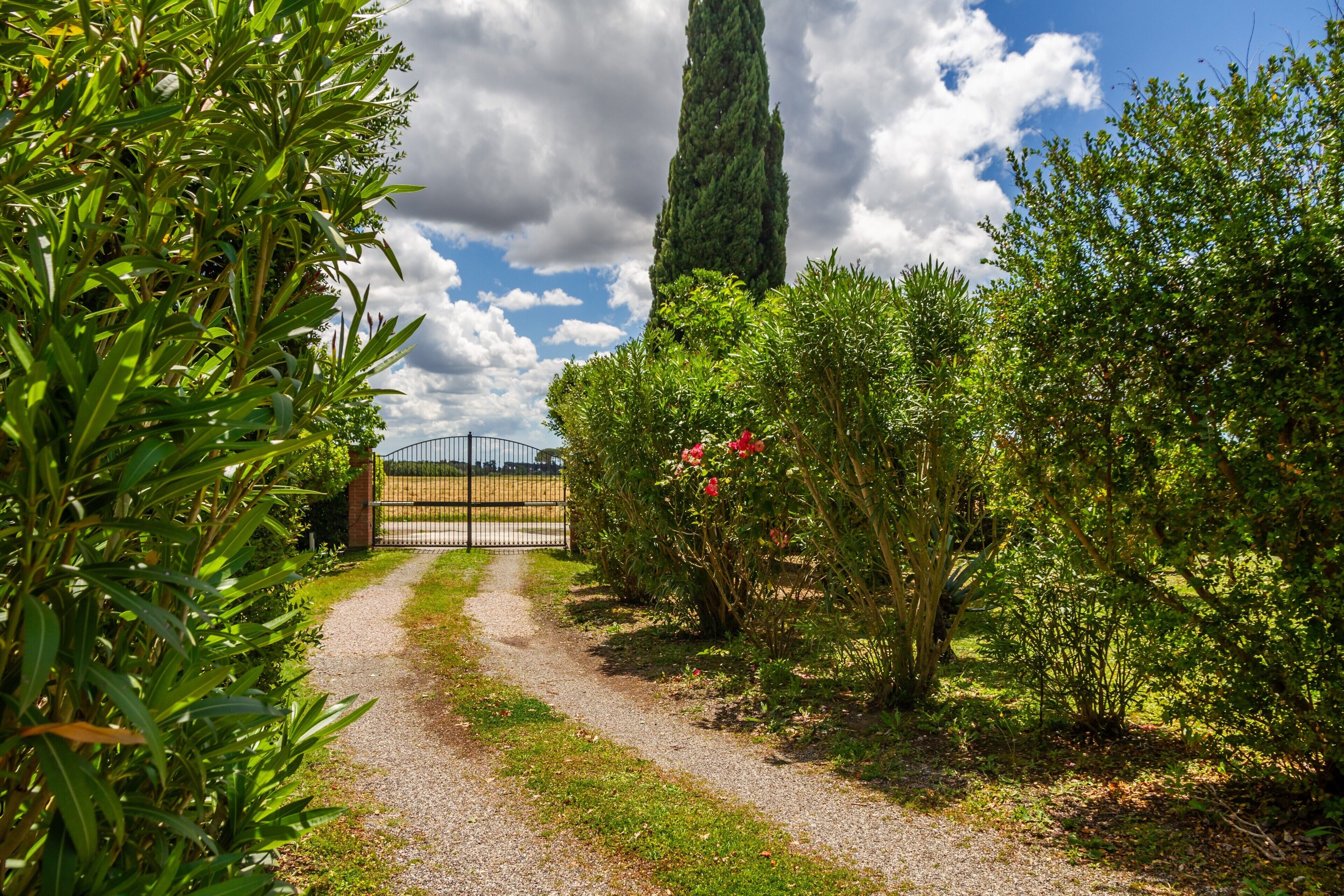 A gravel path leading through a garden with various plants and a tall tree in the background.