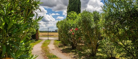 A gravel path leading through a garden with various plants and a tall tree in the background.