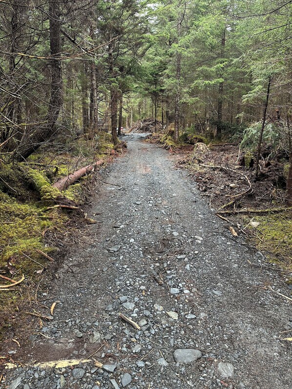 A forested path with a mix of dirt and gravel, surrounded by trees and underbrush.