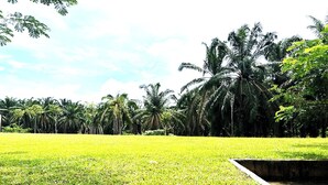 Un campo cubierto de césped con palmeras al fondo.