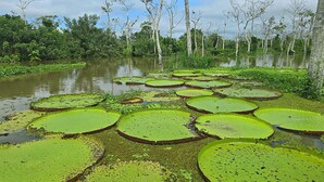 A natural landscape with water bodies and green lily pads. - Pacaya Samiria Experience  (Iquitos)