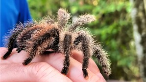 A close-up of a hairy spider on a human hand. - Pacaya Samiria Experience  (Iquitos)