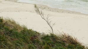 A beach with sand, grass, and a plant in the foreground. - Waterfront Luxury in Opossum Bay (Opossum Bay)