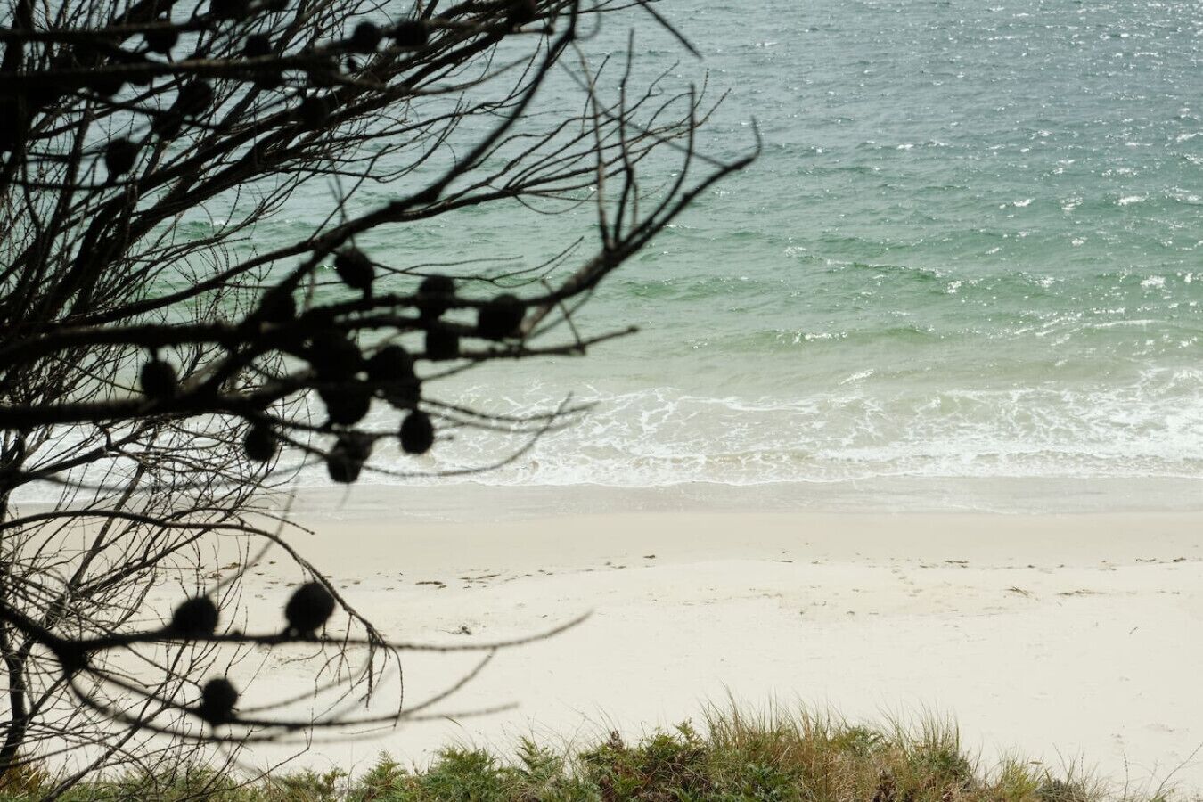 A beach with waves and a tree in the foreground.