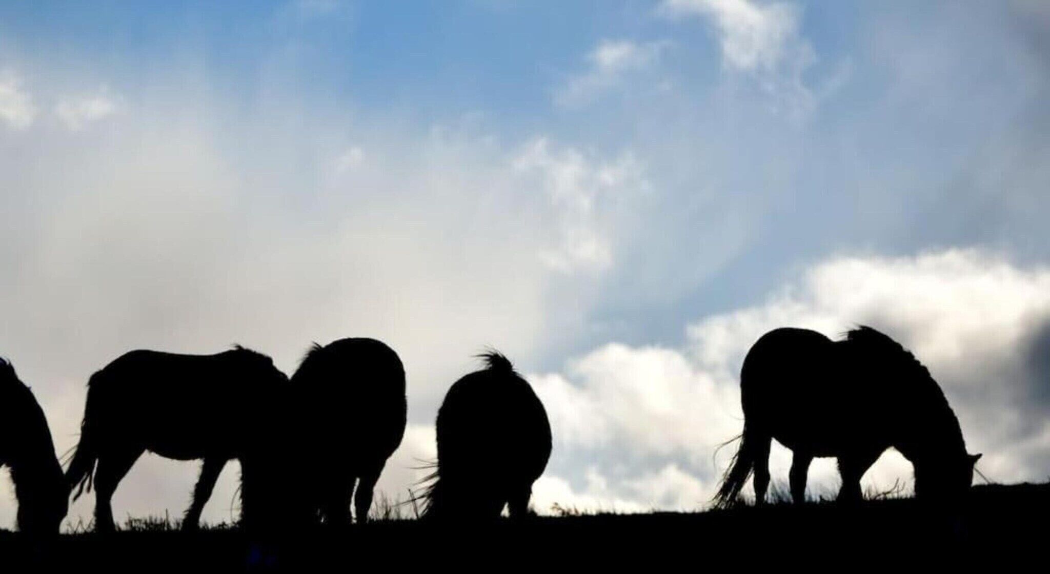 Silhouettes of horses against a cloudy sky.