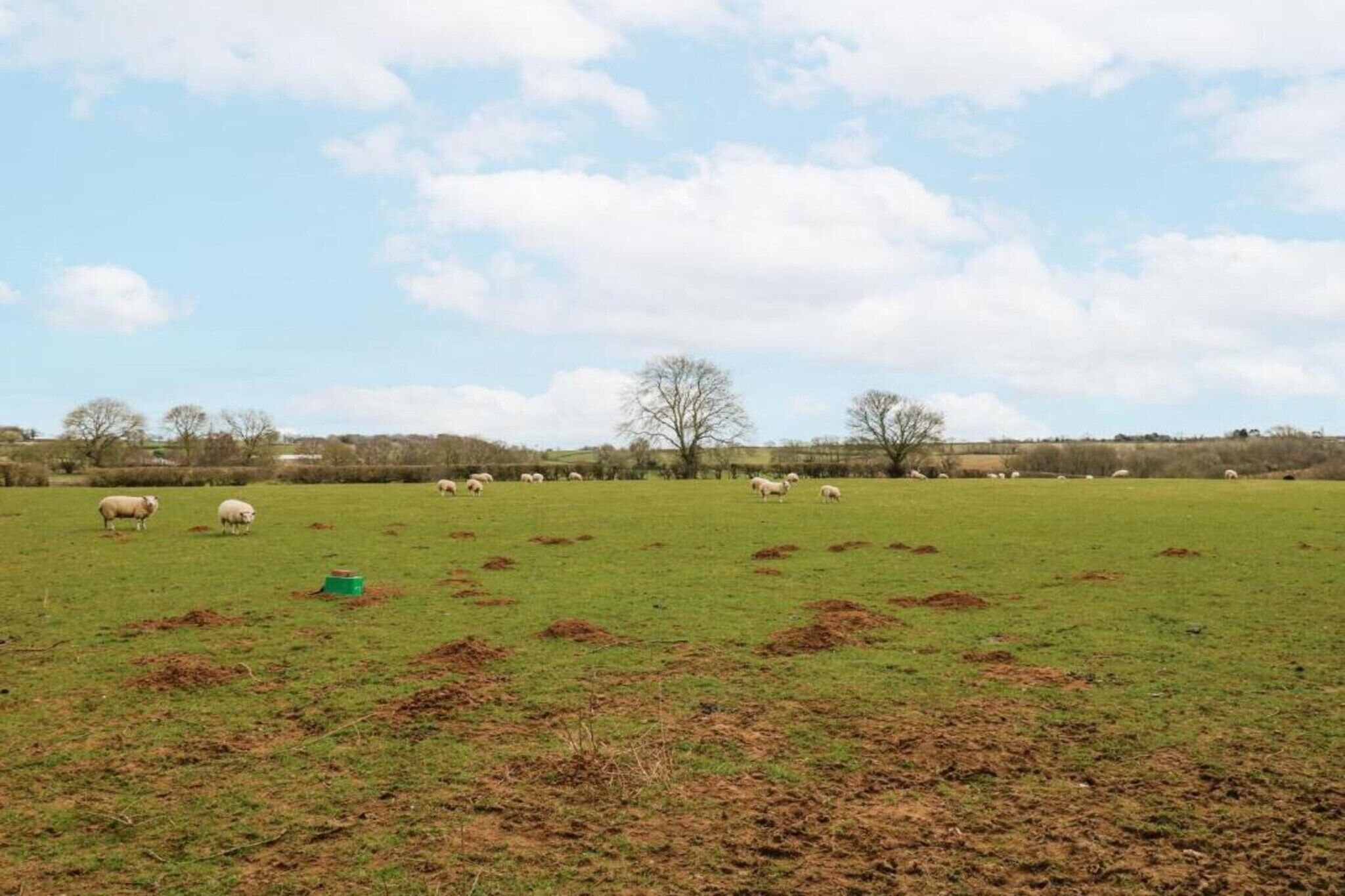 A rural landscape with a green field and scattered sheep.
