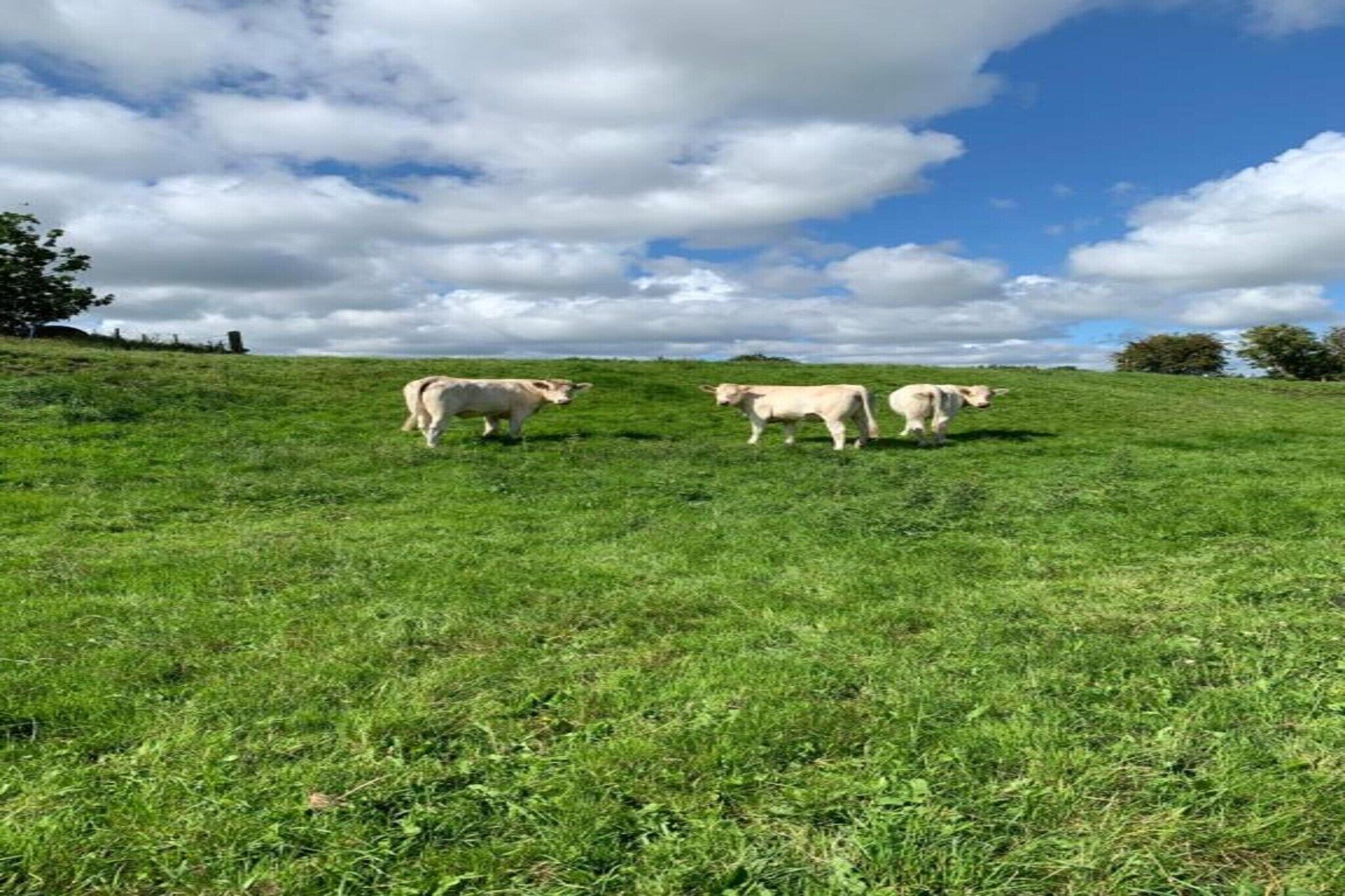 A grassy field with three cows grazing.