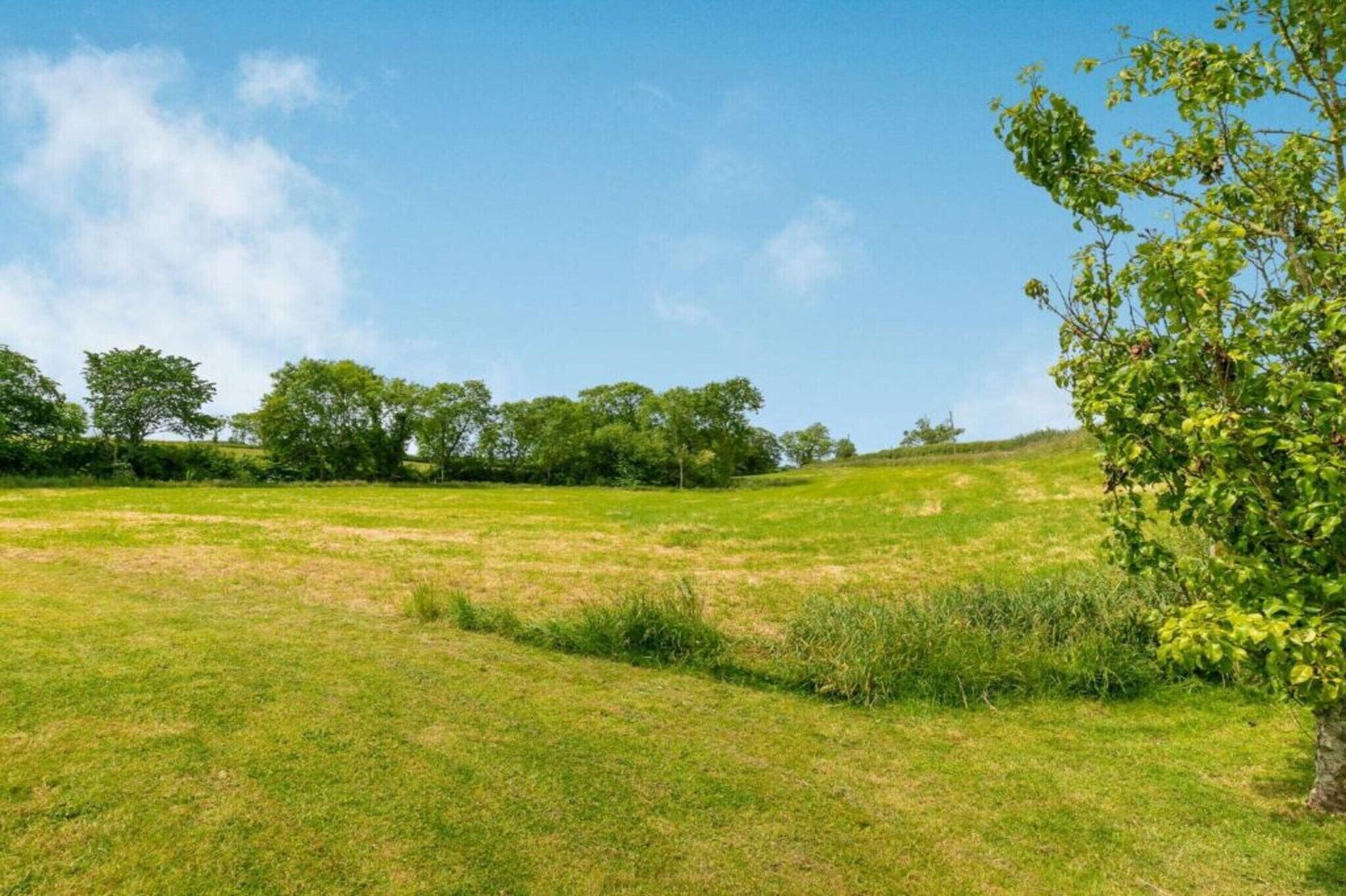En græsmark med træer og en klar himmel.
