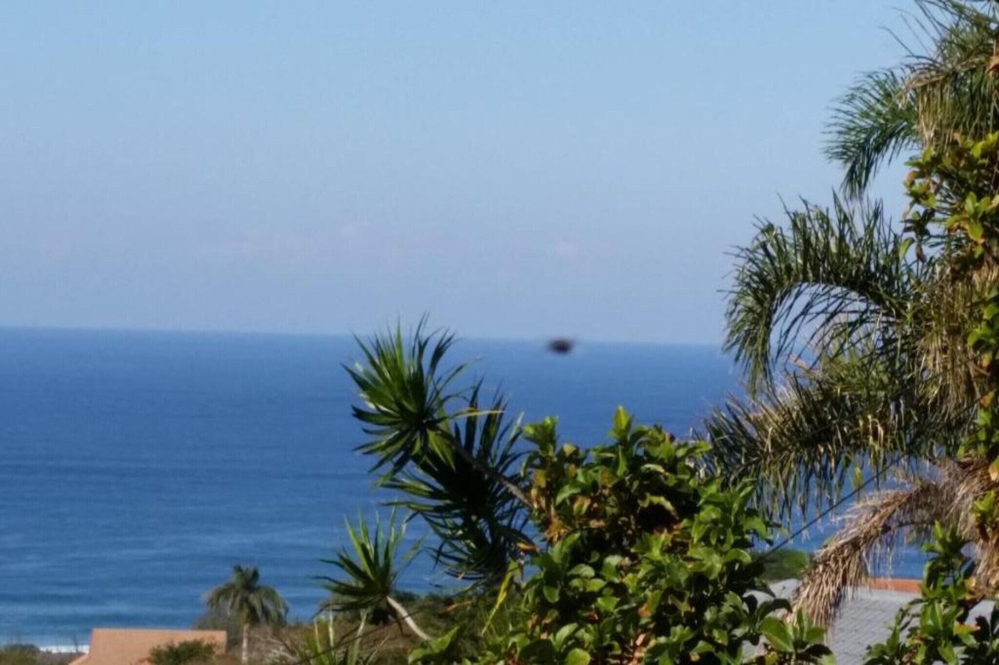 Une vue sur la côte, avec un ciel dégagé, des palmiers et un oiseau lointain.