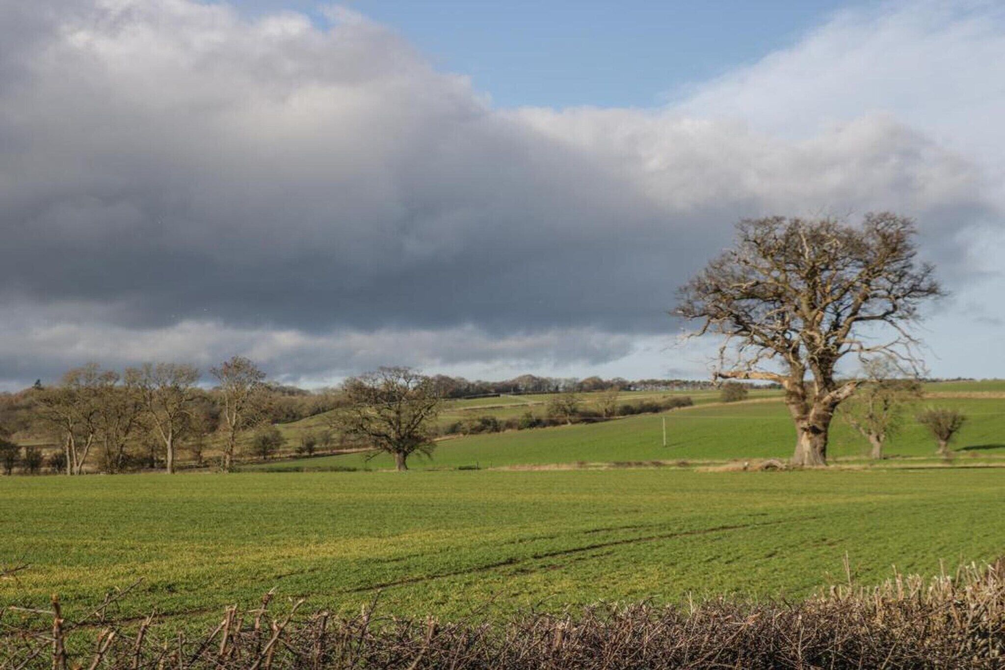 Ländliche Landschaft mit einem markanten Baum im Vordergrund, sanften Hügeln und bewölktem Himmel.
