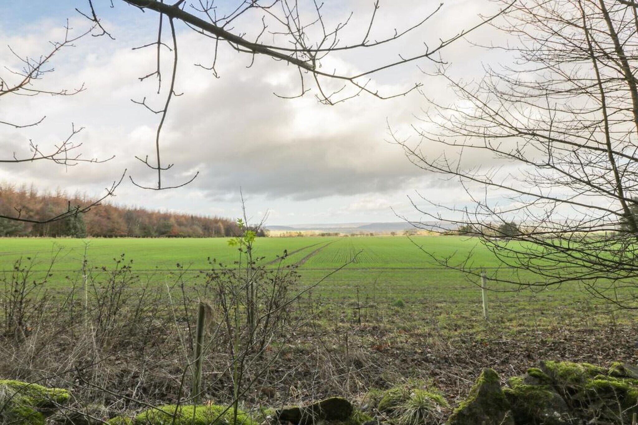 A rural landscape with a field, a fence, and bare trees.
