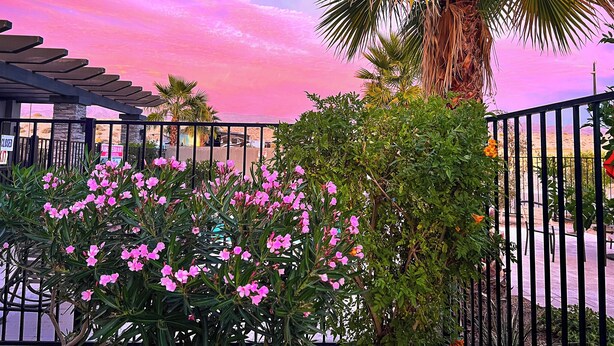 A fenced outdoor area with pink flowers, a palm tree, and a building with a closed sign. - Coachella Lakes RV Resort (Coachella)