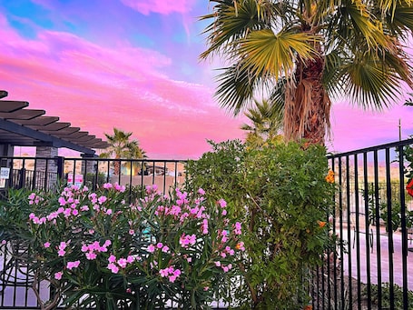 A fenced outdoor area with pink flowers, a palm tree, and a building with a closed sign.