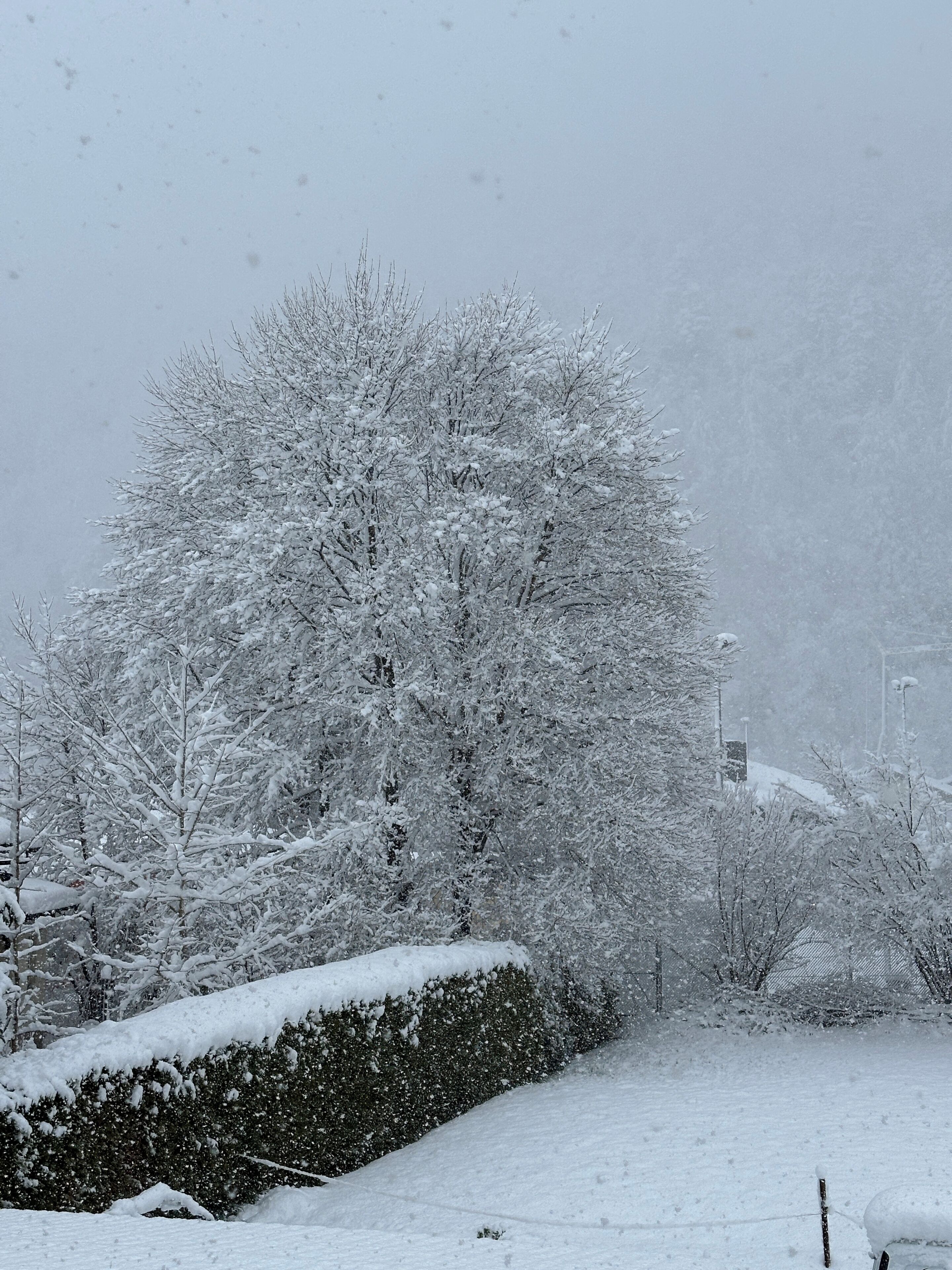 Schneebedeckte Landschaft mit Bäumen und einer Hecke.