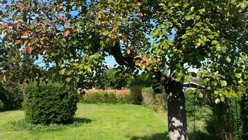 A tree with a thick trunk and dense foliage, surrounded by a well-maintained grassy area.