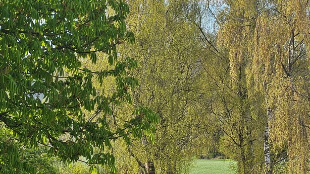 Une route de campagne bordée d’arbres et ornée d’une sculpture de vache en métal.