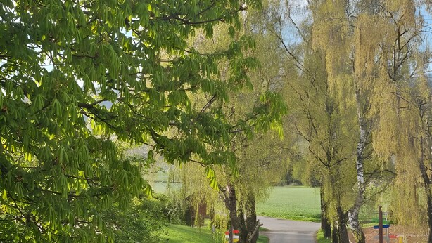 Ein Parkpfad mit Bäumen, einer Kuhskulptur und gelben Blumen.