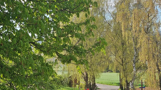A pathway lined with trees and flowers, leading to a gate. - Holiday Apartment 'Gänseblümchen' with Mountain View, Shared Terrace and Wi-Fi (Attendorn)