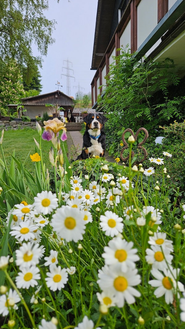 Un perro en un jardín con margaritas y follaje, un edificio con techo marrón y paredes blancas al fondo.