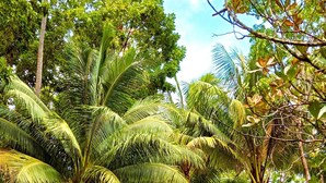 A lush tropical landscape with palm trees and a grassy path. - Tahaa - Villa Tehere Dream Beach Front (Taha'a)
