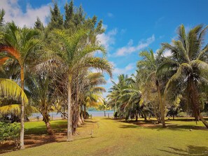 A pathway lined with palm trees leading to a body of water.