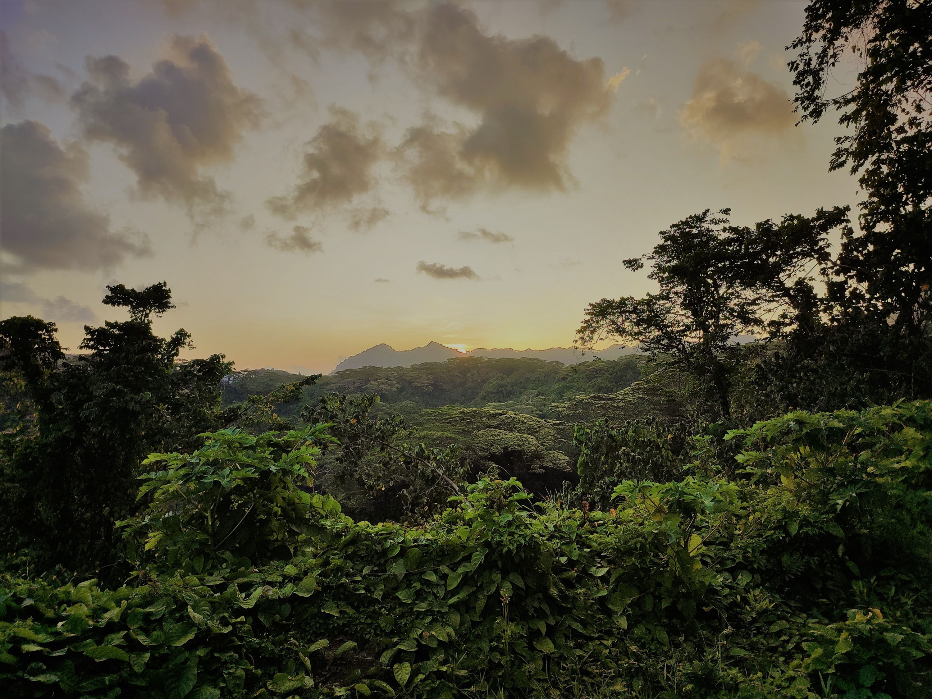 Un paisaje exuberante y verde con follaje denso y una montaña al fondo.