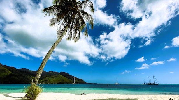 Une plage avec un palmier, une eau turquoise et limpide, et des voiliers à l’horizon.