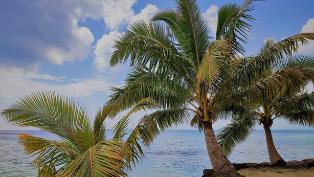 Een strand met palmbomen en een helder uitzicht op de oceaan.