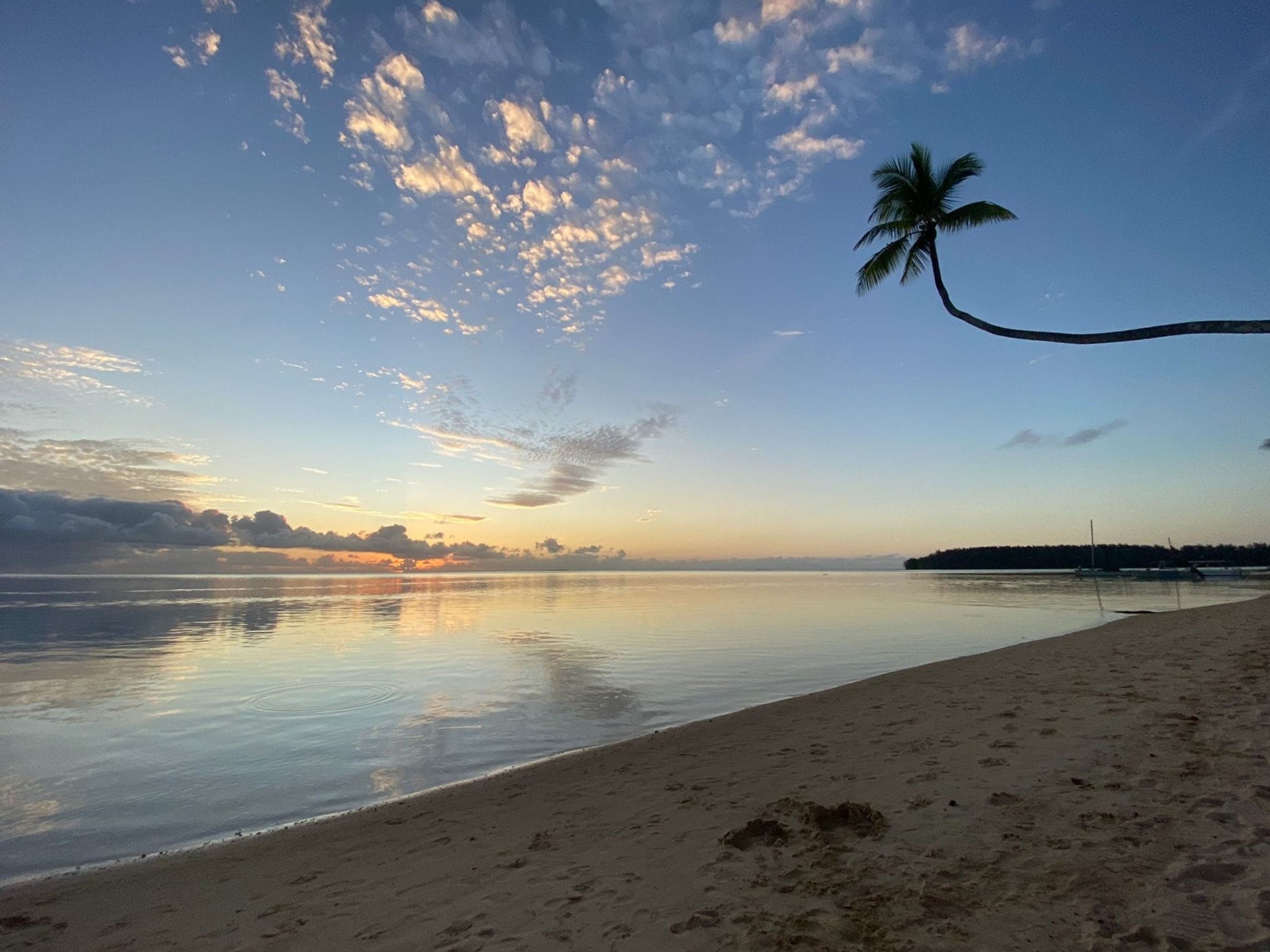 A beach with a palm tree, calm water, and a clear sky.