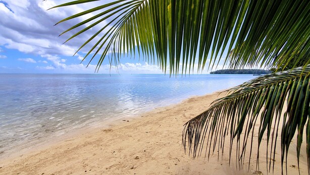 A beach with clear water and a palm tree. - Moorea - Tropical Nest (Moorea-Maiao)