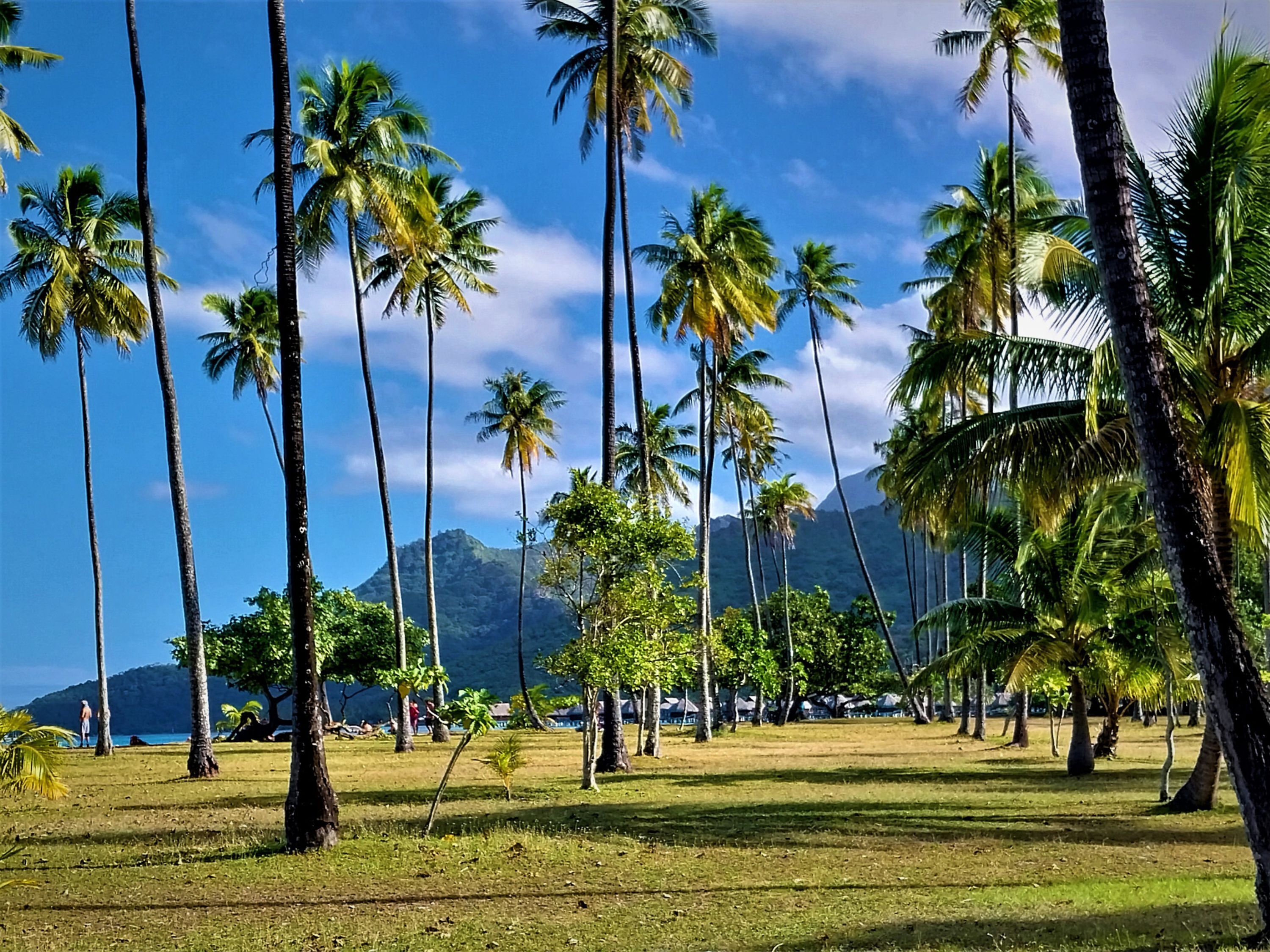 Un paisaje tropical con palmeras y una montaña al fondo.