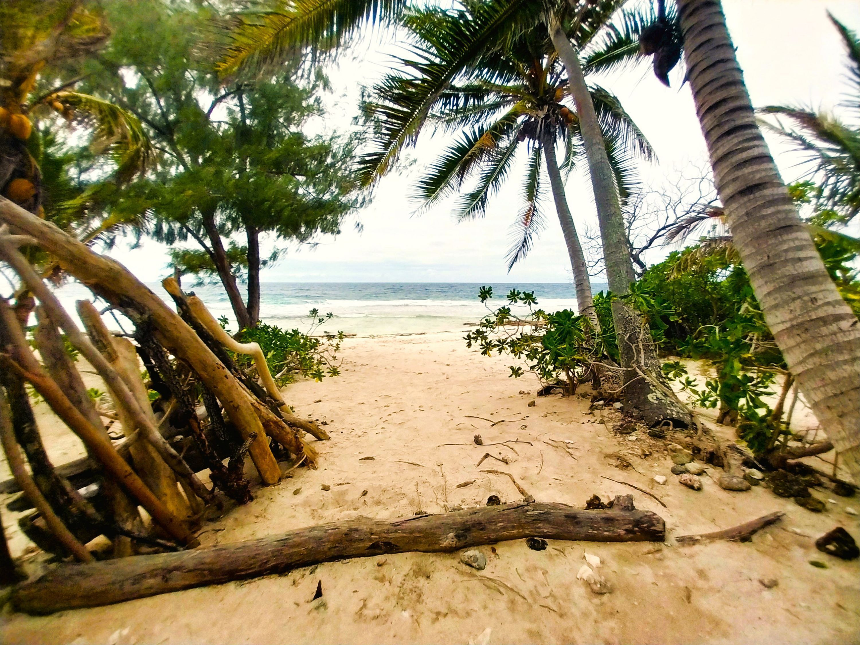 Un sendero en la playa con palmeras y ramas de madera.