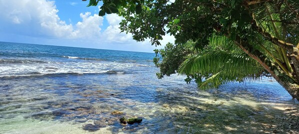 On peut clairement voir une plage avec une eau calme, des rochers et un arbre aux feuilles vertes.