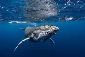 A whale swimming underwater. - Rurutu - Are Itimaana Fare (Rurutu)