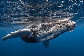 A large whale swimming underwater. - Rurutu - Are Itimaana Fare (Rurutu)