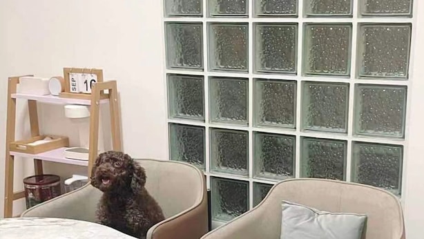 Une table à manger avec un service à thé, un chien assis à la table et une fenêtre avec des panneaux de verre dépoli.