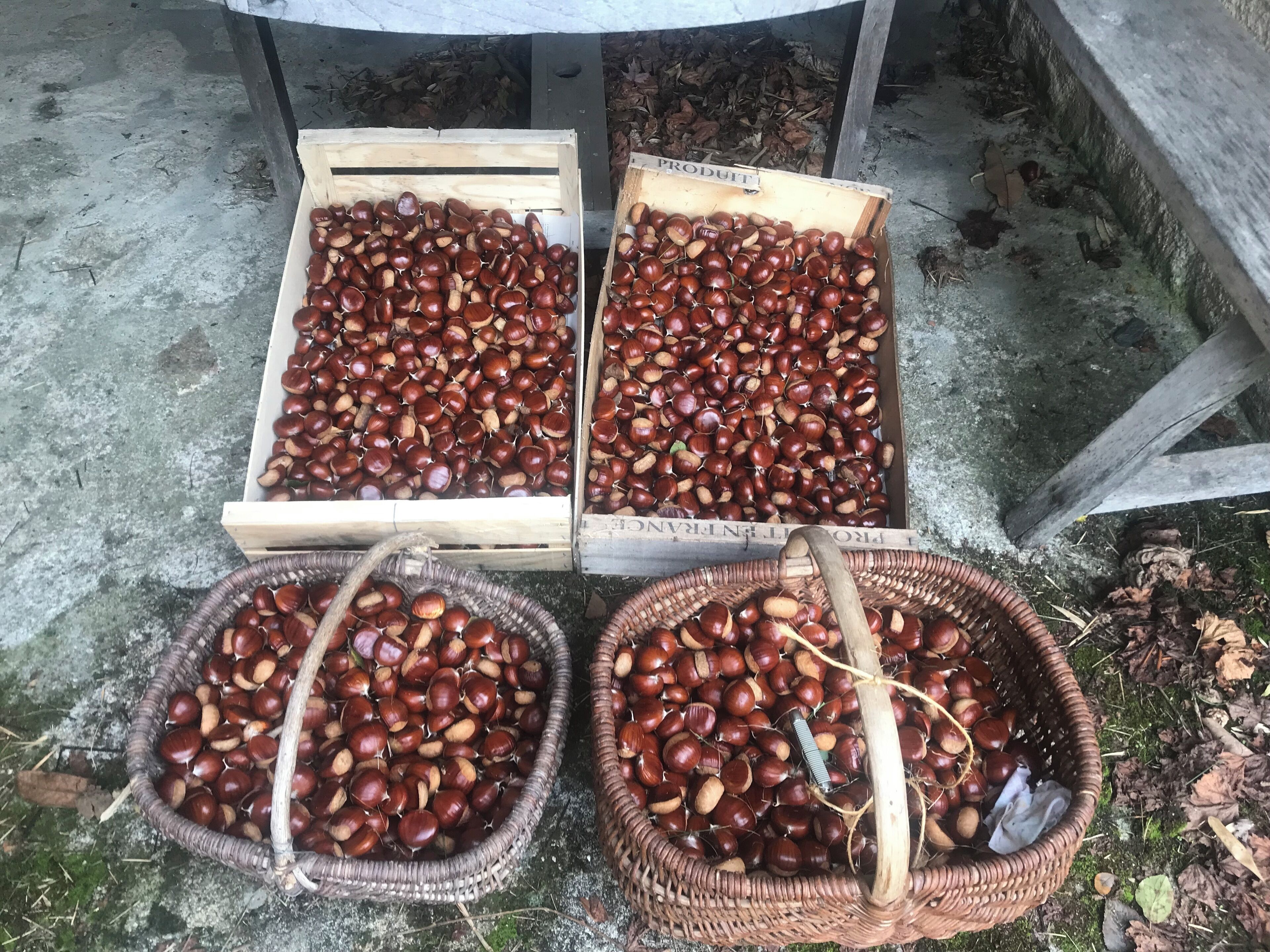 Three wooden crates and two wicker baskets filled with chestnuts.