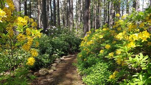 Un sentier forestier bordé d’une végétation luxuriante et de fleurs jaunes.