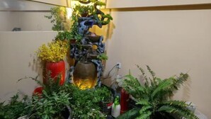 Un jardin vertical agrémenté de différentes plantes et d’un élément décoratif aquatique, le tout installé devant un mur sur lequel est fixée une applique.