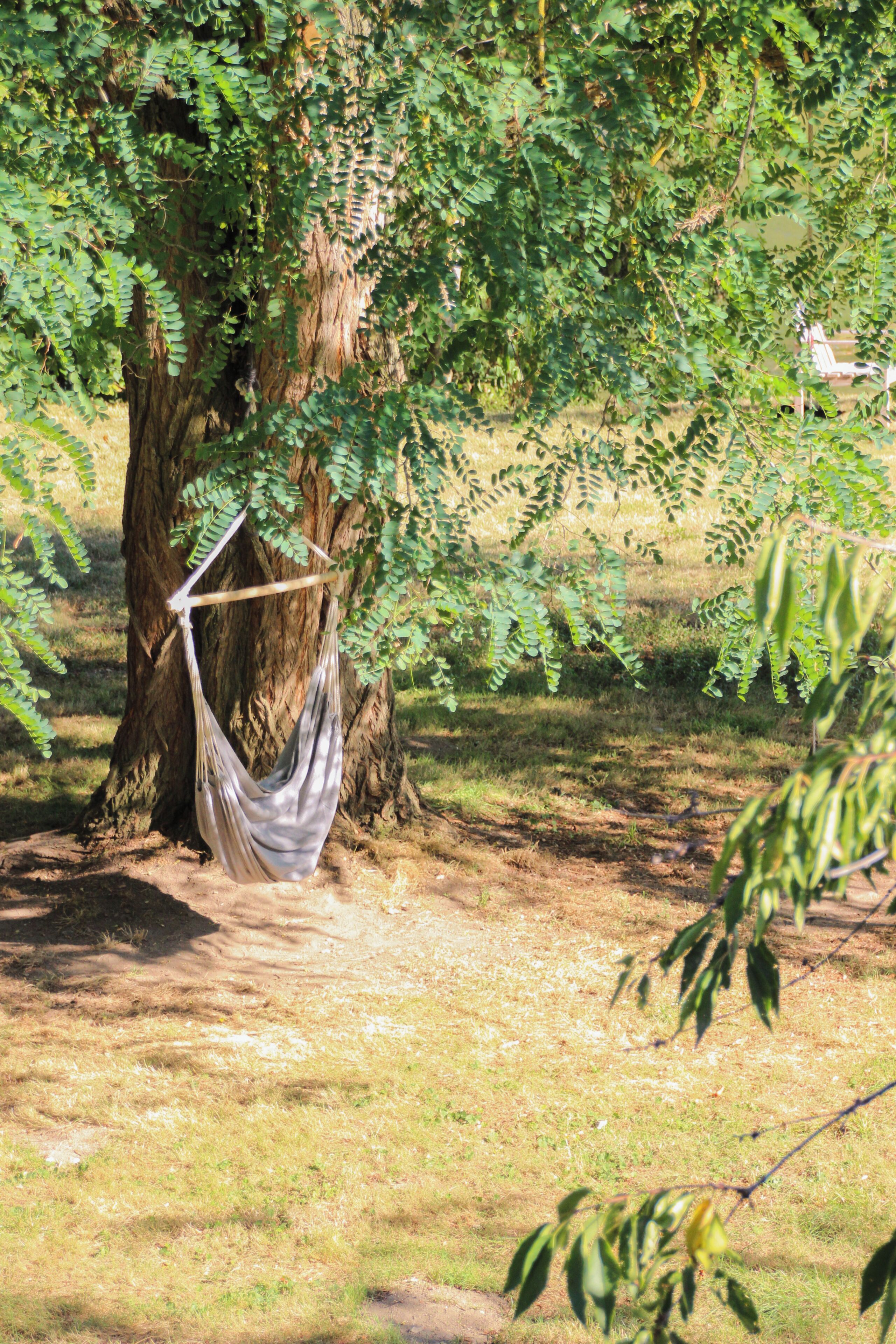 A hammock tied to a tree in a grassy area.