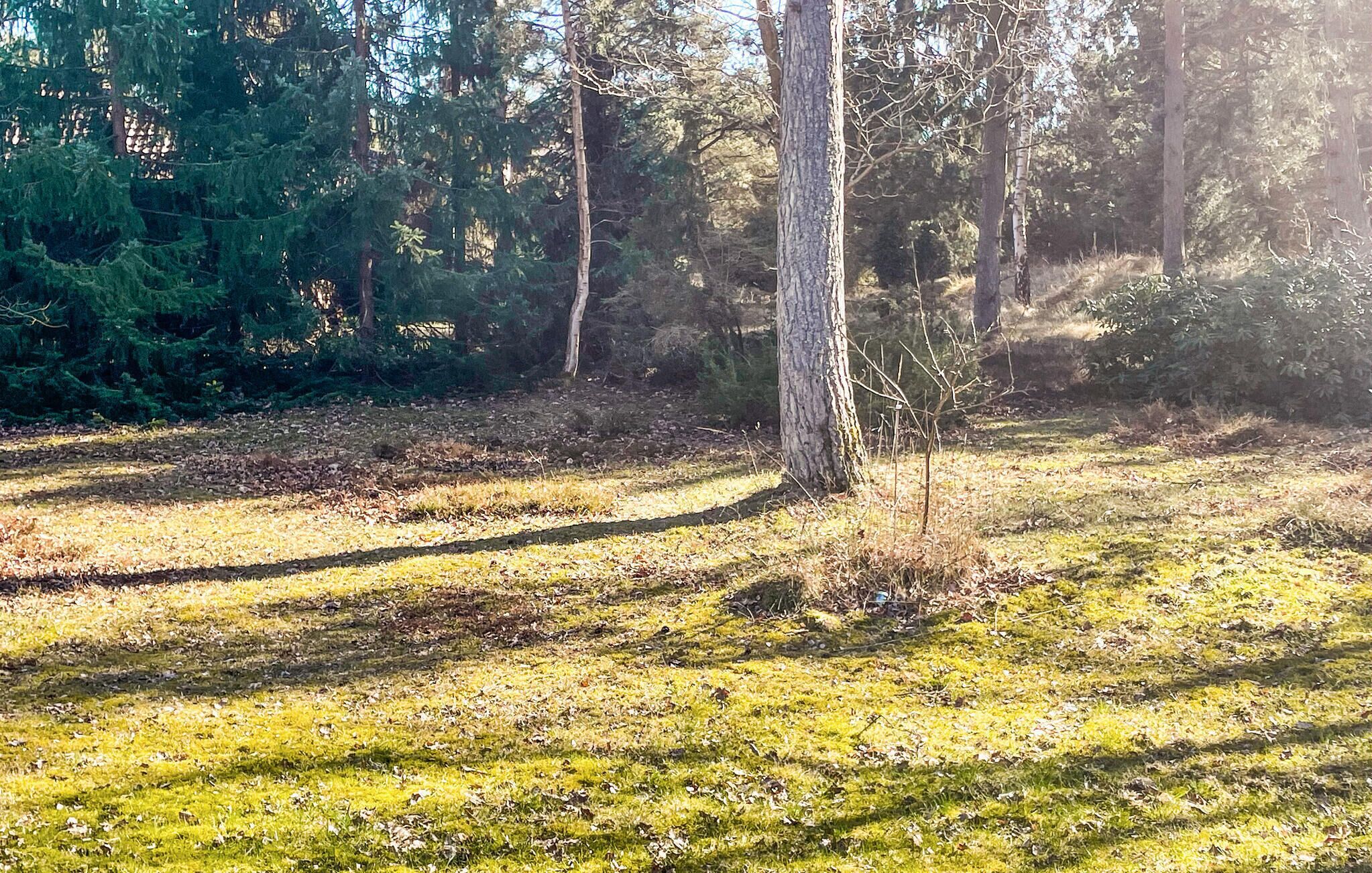 Ett skogsområde med en tydlig stig, omgivet av träd och gräs.