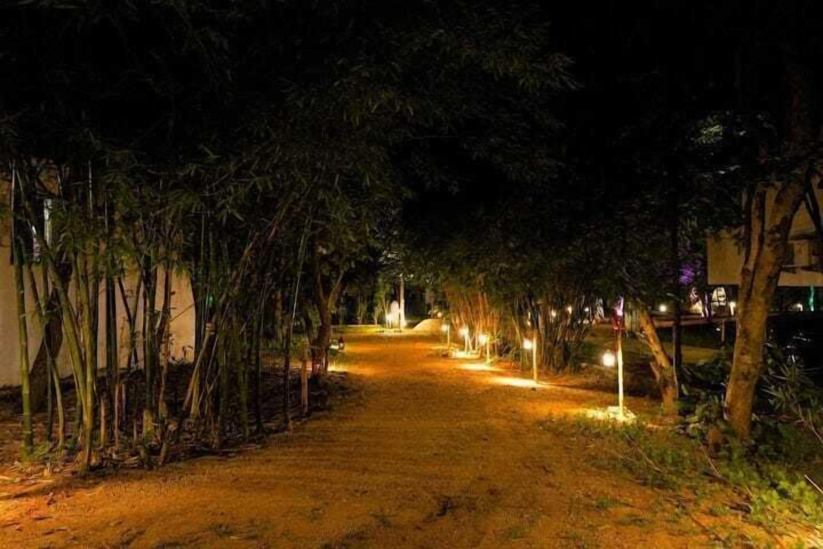 Un sendero nocturno bordeado de árboles e iluminado por farolas.