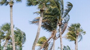 Une vue sur la plage, avec des palmiers, un espace salon abrité et une vue sur l’océan.