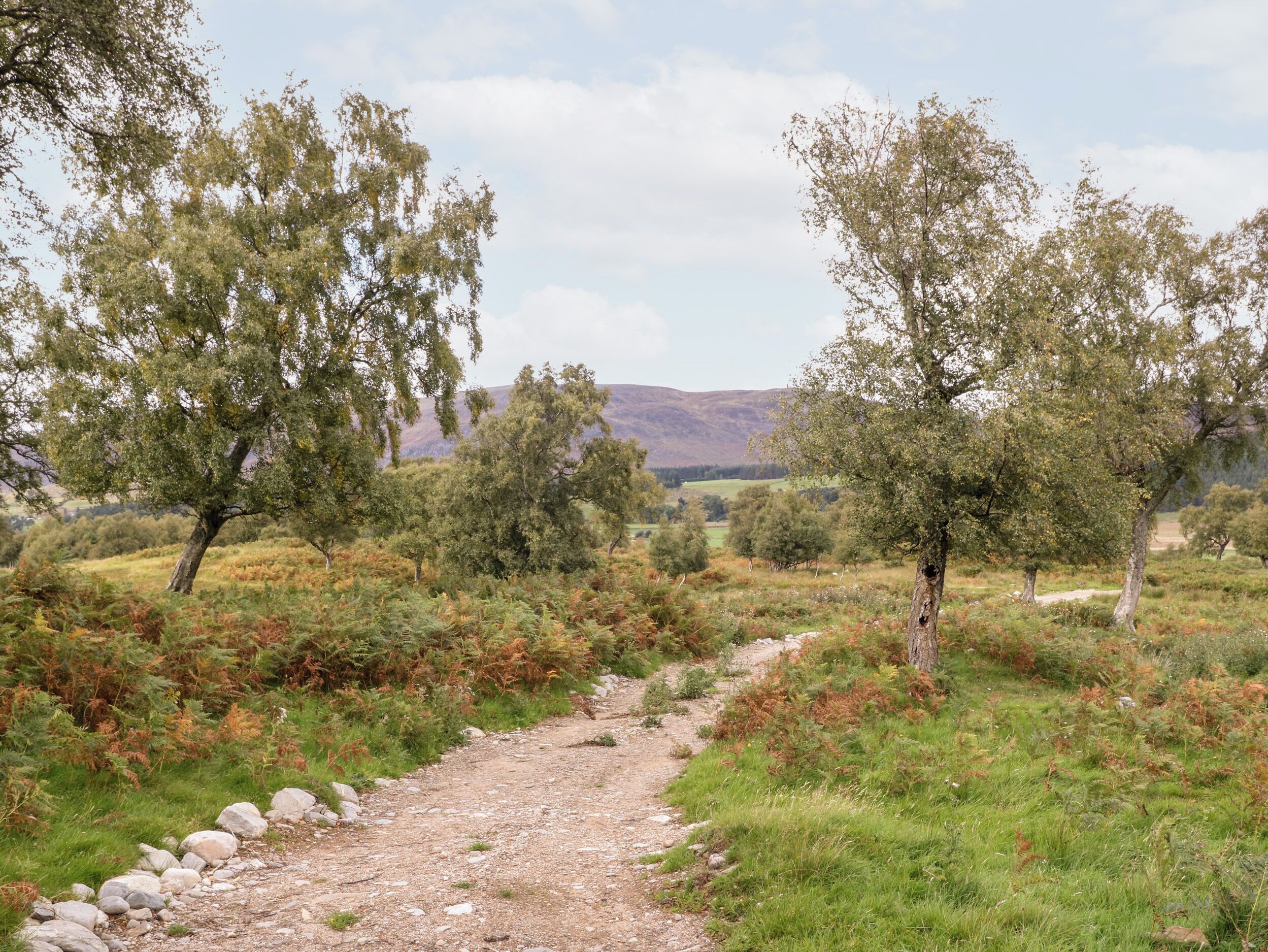 A rural landscape with a gravel path, trees, and rolling hills in the background.