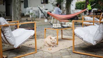 Un gato sentado sobre una alfombra entre dos sillas, con una mesa en el centro.