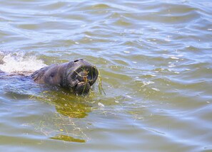Hus (4 Bedrooms) | Interiør