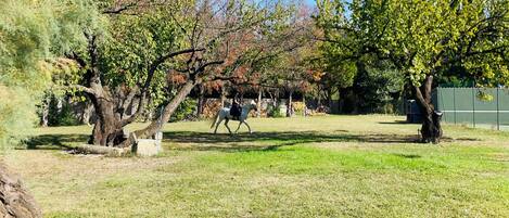 A grassy area with trees and a fenced area.